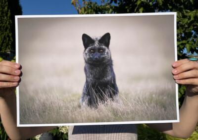 Shelby Huff Wildlife Photography