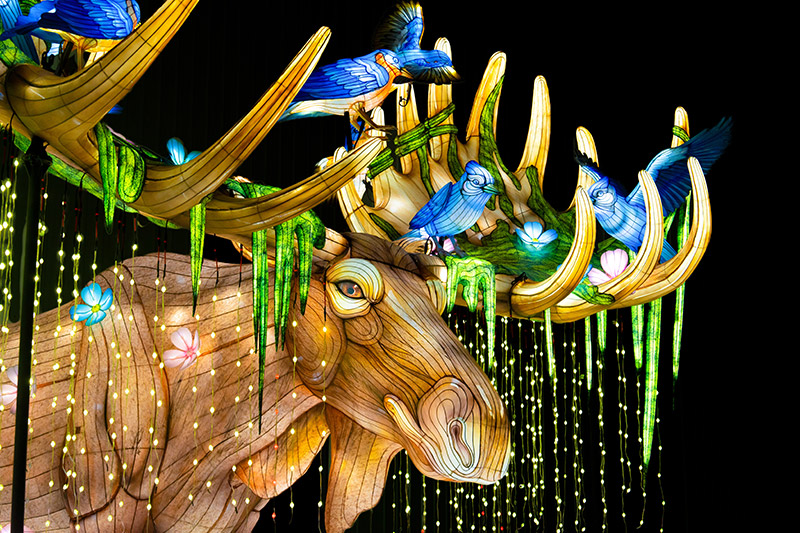 Phinney Winter Lights Package