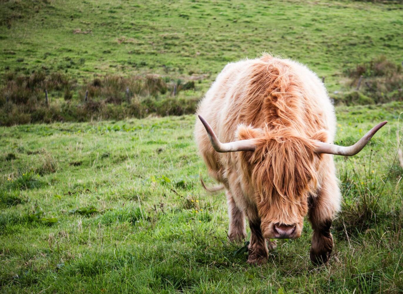 Travelogue: Scotland | The PNA